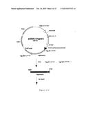 NOVEL EXPRESSION VECTOR diagram and image