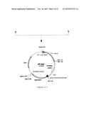 NOVEL EXPRESSION VECTOR diagram and image