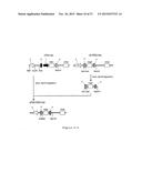 NOVEL EXPRESSION VECTOR diagram and image