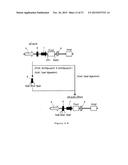 NOVEL EXPRESSION VECTOR diagram and image