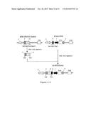 NOVEL EXPRESSION VECTOR diagram and image