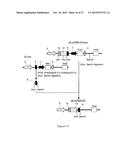 NOVEL EXPRESSION VECTOR diagram and image