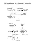 NOVEL EXPRESSION VECTOR diagram and image