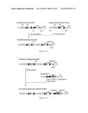 NOVEL EXPRESSION VECTOR diagram and image