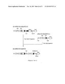 NOVEL EXPRESSION VECTOR diagram and image