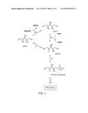 PENTOSE FERMENTATION BY A RECOMBINANT MICROORGANISM diagram and image