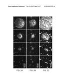 METHODS OF MICROORGANISM IMMOBILIZATION diagram and image