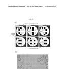 RAPID ANTIBIOTIC SUSCEPTIBILITY TESTING SYSTEM BASED ON BACTERIAL     IMMOBILIZATION USING GELLING AGENT, ANTIBIOTIC DIFFUSION AND TRACKING OF     SINGLE BACTERIAL CELLS diagram and image