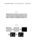 RAPID ANTIBIOTIC SUSCEPTIBILITY TESTING SYSTEM BASED ON BACTERIAL     IMMOBILIZATION USING GELLING AGENT, ANTIBIOTIC DIFFUSION AND TRACKING OF     SINGLE BACTERIAL CELLS diagram and image