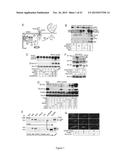 METHOD FOR IN VITRO DETECTION AND MONITORING OF A DISEASE BY MEASURING     DISEASE-ASSOCIATED PROTEASE ACTIVITY IN EXTRACELLULAR VESICLES diagram and image