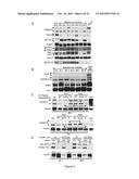 METHOD FOR IN VITRO DETECTION AND MONITORING OF A DISEASE BY MEASURING     DISEASE-ASSOCIATED PROTEASE ACTIVITY IN EXTRACELLULAR VESICLES diagram and image