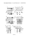 METHOD FOR IN VITRO DETECTION AND MONITORING OF A DISEASE BY MEASURING     DISEASE-ASSOCIATED PROTEASE ACTIVITY IN EXTRACELLULAR VESICLES diagram and image