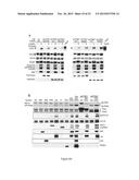 METHOD FOR IN VITRO DETECTION AND MONITORING OF A DISEASE BY MEASURING     DISEASE-ASSOCIATED PROTEASE ACTIVITY IN EXTRACELLULAR VESICLES diagram and image