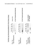 FURTHER USE OF PROTEIN KINASE N BETA diagram and image