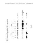 FURTHER USE OF PROTEIN KINASE N BETA diagram and image