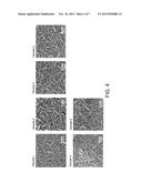 LAYERED-DOUBLE-HYDROXIDE-ORIENTED FILM AND METHOD FOR PRODUCING SAME diagram and image