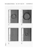 SUBSTRATE FOR FORMATION OF MEMBRANE-LIKE CONNECTIVE TISSUE AND PRODUCTION     METHOD FOR MEMBRANE-LIKE CONNECTIVE TISSUE USING SAME diagram and image