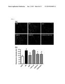 PHARMACEUTICAL COMPOSITION AND FUNCTIONAL FOOD COMPRISING NATURAL EXTRACTS     FOR PREVENTING OR TREATING DIABETIC COMPLICATIONS OR ANGIODEMA diagram and image