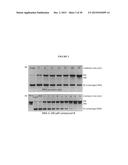 RADIOSENSITIZER COMPOUNDS FOR USE IN COMBINATION WITH RADIATION diagram and image