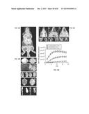 COMPOSITIONS AND METHODS FOR IN VIVO IMAGING diagram and image