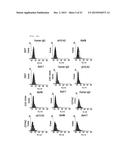 ANTIBODY BINDING SPECIFICALLY TO HUMAN AND MOUSE L1CAM PROTEIN, AND USE     THEREFOR diagram and image