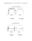 Human Monoclonal Antibodies Against Human Chemokine Receptor CCR7 diagram and image