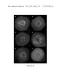 Agrobacterium Strains for Plant Transformation and Related Materials and     Methods diagram and image