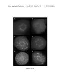 Agrobacterium Strains for Plant Transformation and Related Materials and     Methods diagram and image