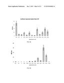 Agrobacterium Strains for Plant Transformation and Related Materials and     Methods diagram and image