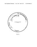 Agrobacterium Strains for Plant Transformation and Related Materials and     Methods diagram and image