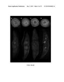 Agrobacterium Strains for Plant Transformation and Related Materials and     Methods diagram and image