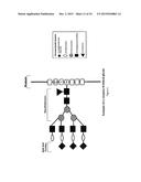 SHORT-ACTING FACTOR VII POLYPEPTIDES diagram and image