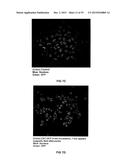 TRANSFECTION WITH MAGNETIC NANOPARTICLES diagram and image