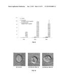 TRANSFECTION WITH MAGNETIC NANOPARTICLES diagram and image