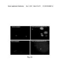 TRANSFECTION WITH MAGNETIC NANOPARTICLES diagram and image