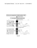 TRANSFECTION WITH MAGNETIC NANOPARTICLES diagram and image