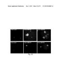 TRANSFECTION WITH MAGNETIC NANOPARTICLES diagram and image