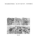 TRANSFECTION WITH MAGNETIC NANOPARTICLES diagram and image