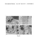 TRANSFECTION WITH MAGNETIC NANOPARTICLES diagram and image