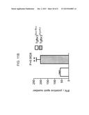 REDUCTION OF TGF BETA SIGNALING IN MYELOID CELLS IN THE TREATMENT OF     CANCER diagram and image