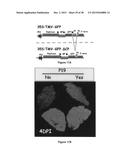 System For Expression Of Genes In Plants From A Virus-Based Expression     Vector diagram and image