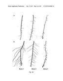 METHODS FOR ENHANCING ROOT GROWTH OF PLANTS diagram and image