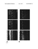 Retinal OFF circuit-specific promoter diagram and image