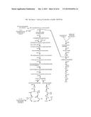 METHOD FOR PRODUCING 3-HYDROXYPROPIONIC ACID AND OTHER PRODUCTS diagram and image