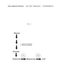 METHOD FOR PRODUCING 3-HYDROXYPROPIONIC ACID AND OTHER PRODUCTS diagram and image