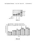 POLYMER ENHANCEMENT OF ENZYMATIC ACTIVITY diagram and image