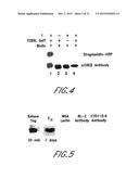 METHOD AND COMPOSITIONS FOR THE DETECTION OF PROTEIN GLYCOSYLATION diagram and image