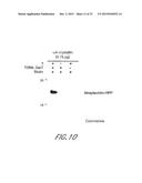 METHOD AND COMPOSITIONS FOR THE DETECTION OF PROTEIN GLYCOSYLATION diagram and image