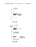 METHOD AND COMPOSITIONS FOR THE DETECTION OF PROTEIN GLYCOSYLATION diagram and image
