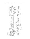 METHOD AND COMPOSITIONS FOR THE DETECTION OF PROTEIN GLYCOSYLATION diagram and image